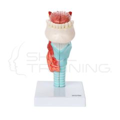 Modelo de Laringe y Lengua de 5 partes