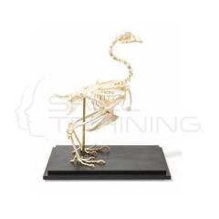 Esqueleto de Pollo Articulado
