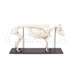 Esqueleto de Cerdo Montado en Base de Madera