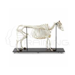 Esqueleto de Vaca Montado en Base de Madera (sin cuernos)