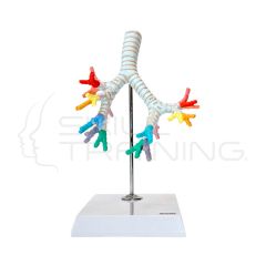 Modelo Anatomico Arbol Bronquial