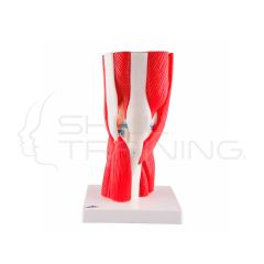 Articulación de la rodilla, 12 partes - 3B Smart Anatomy