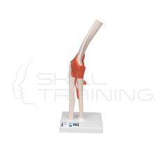 Modelo funcional de anatomía de la articulación del codo