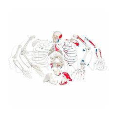 Modelo anatomico completo desarticulado con insersiones musculares pintados