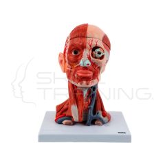 Modelo científico de músculos de cabeza y cuello