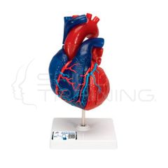 Modelo de corazón magnético, tamaño real, 5 piezas