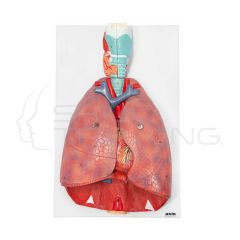Sistema respiratorio y pulmonar humano de 7 partes (3/4 de tamaño real)