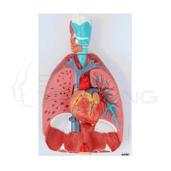 Sistema respiratorio y pulmonar humano de 7 partes (3/4 de tamaño real)