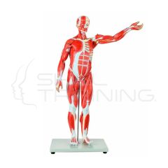 Modelo Muscular humano Cuerpo Completo de 27 partes (tamaño medio natural)