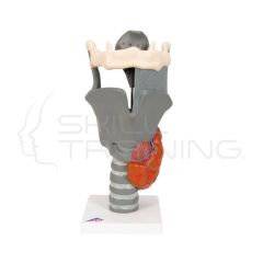 Modelo funcional de anatomía de la laringe humana