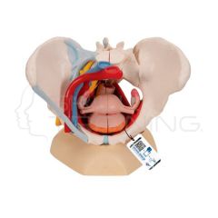 Modelo pelvis femenina de tamaño natural con ligamentos, vasos, y suelo pélvico