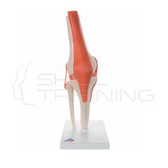 Modelo funcional de anatomía de la articulación de la rodilla