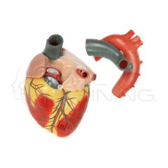 Modelo de anatomía del corazón humano de 3 partes de 3x tamaño natural