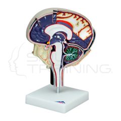 Modelo de cerebro de líquido cefalorraquídeo