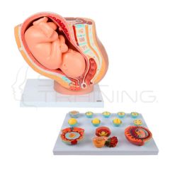 Conjunto de modelos de anatomía del embarazo