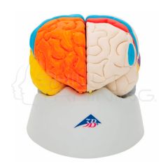 Cerebro neuro-anatómico, desmontable en 8 piezas