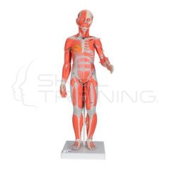 Figura con Músculos de Doble Sexo, desmontable en 45 piezas