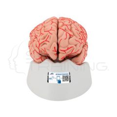 Cerebro de Lujo con Arterias, desmontable en 9 piezas
