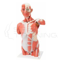 Torso con músculos, de tamaño natural, 27 partes