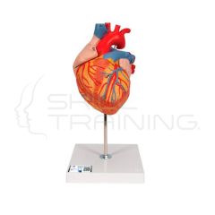 Corazón, 2 veces su tamaño natural, de 4 piezas