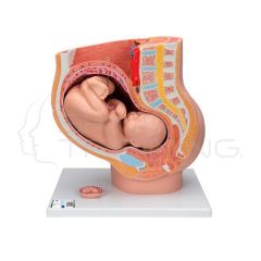 Pregnancy Pelvis Anatomy Model (3 Parts)