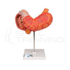Modelo anatómico del estómago humano (3 partes)