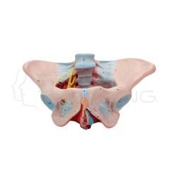 Modelo de anatomía del suelo pélvico femenino, músculos, ligamentos y nervios