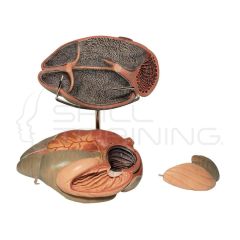 Modelo de anatomía del estómago de rumiante de 3 partes