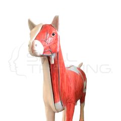 Modelo Anatomía de Cabra Doméstica (Capra hircus)