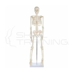Esqueleto Completo 88 Cm