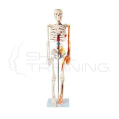 Esqueleto Miniatura de 88 Cm. con nervios, venas y arterias