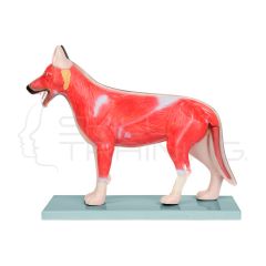 Modelo Anatomico de Perro domestico