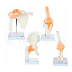 Conjunto Modelos anatomía funcional de las articulaciones de Axis Scientific