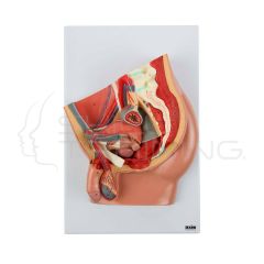 Modelo de anatomíco de pelvis masculina de sección mediana de 4 partes