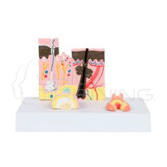 Modelo anatomico Estructura de la piel, las uñas y cabello