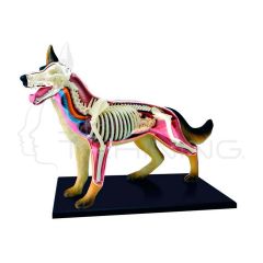 Modelo de anatomia canina con vision 4D