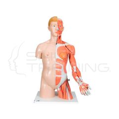 Torso de lujo con musculos y brazo