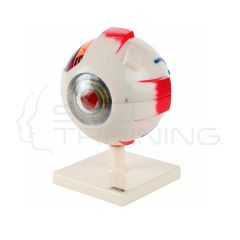 Ojo humano de 7 piezas Axis Scientific (5x tamaño real)