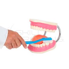 Modelo de cepillado de dientes 3 veces más grande con cepillo gigante