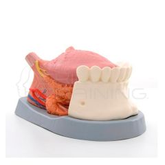 Modelo de anatomia de la lengua