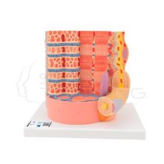 Modelo de microanatomia del músculo humano