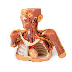 Cabeza cuello y hombros impresos en 3D con angiosomas