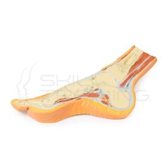 Pie impreso en 3D sección transversal parasagital