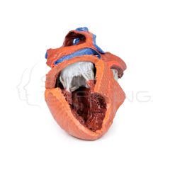 Estructuras internas del corazon impresas en 3D