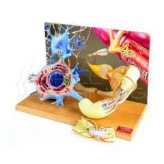 Modelo de anatomia en diorama de neurona motora