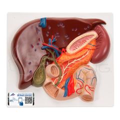 Modelo anatomico del higado humano con vesicula biliar