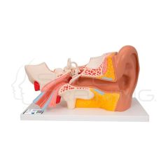 Modelo de anatomia de oido  gigante