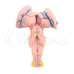 Modelo anatomico del tronco encefalico ampliado 2 piezas