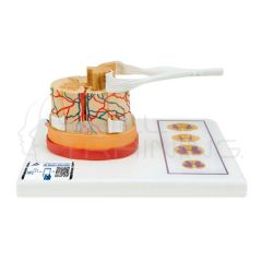 Modelo anatomico de la medula espinal 5 veces mas grande que el natural