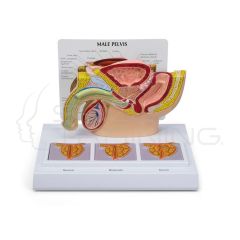 Modelo de anatomia de pelvis masculina con prostata